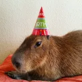 1DJCapybara