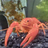 lobstrosity