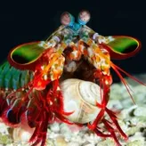 Mantis-Shrimp