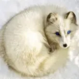 Cute-Foxy