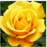 YellowRose