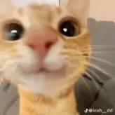 NixxyStar2
