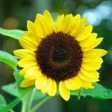 FlowerBoyy42