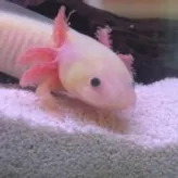 Axolotl
