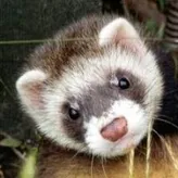 DyingFerret