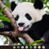 pandaslover