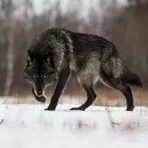 WolfGang-Leader