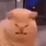 Catry