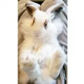 bunny-lover