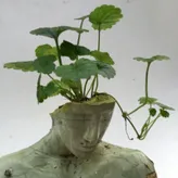 concretehead