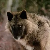 Sophia-wolf