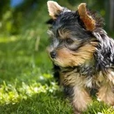 YorkiePup