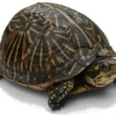 Turtlelover1226