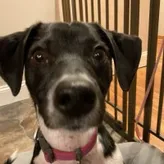 AccioWaffles