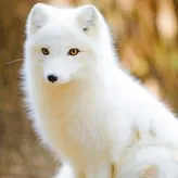 FluffyArcticFox