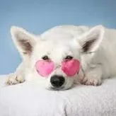 dogzrawesome