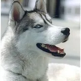 Huskyheart