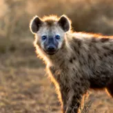 Hyena-Wow