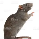 TherandomRat