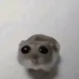 Sad-hamster