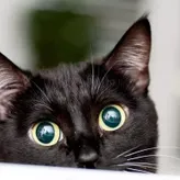 blackcatlick