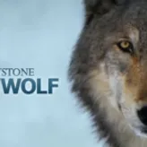 Shewolflegend
