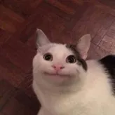 Catloverkim