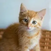 GatitoCajeta