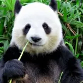 Panda-Plays