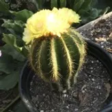 Cactus-man