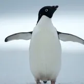 pengu1nKING