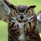 Pixilated-Owl