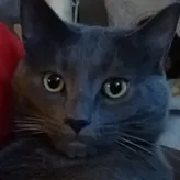 Cat-2324