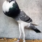 GayCherryBoi69