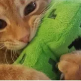 Cat-ashtrophe