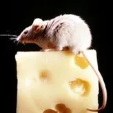Creamcheese1