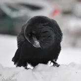 Little-Raven