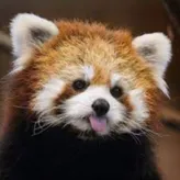 Redpandalover17