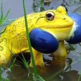 cooliofrog