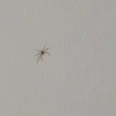 Thatonespider