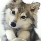 SweetyPie
