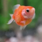Tropical-fish