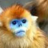 Blue-Monkey