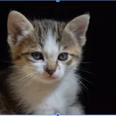 Animallover1