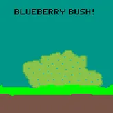 Blueberry-Bush