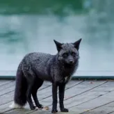 Starryskiesfox2
