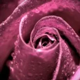Rose-water
