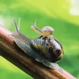 sheldonthesnail