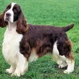 Dogs-rule20