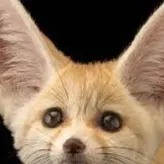 kennekfennec